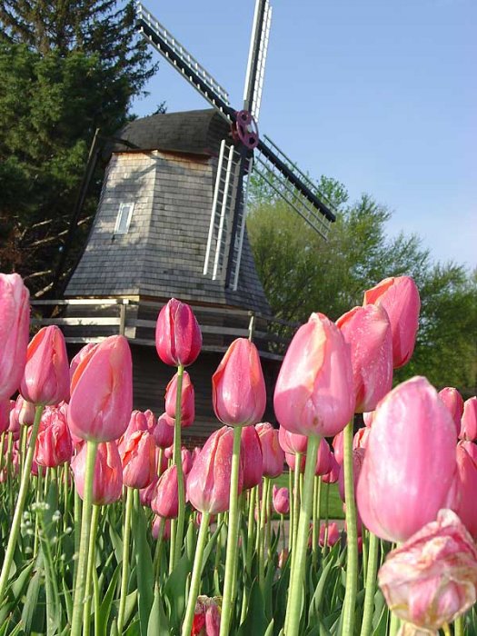 Pella Tulip Festival | Moostash Joe Tours